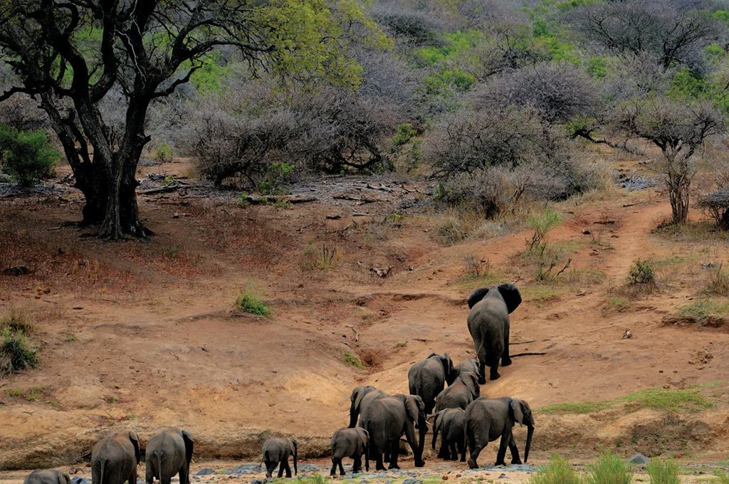 elephant-crowd