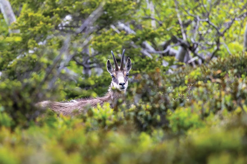 kenya-flora-fauna